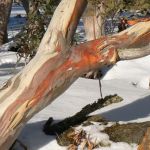 13-Ski-at-either-Mt-Buffalo,-Hotham-or-Falls-Creek